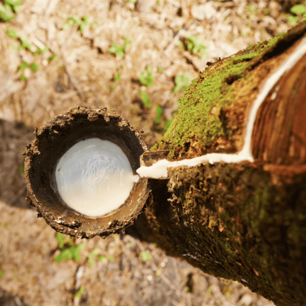 PREMIUM NATURAL LATEX FILLING FOAM KKuso